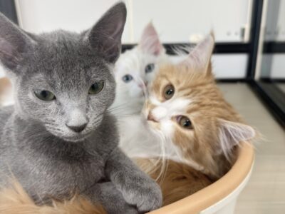 ペットショップ猫福家は夏休みでもみんな元気に営業中！