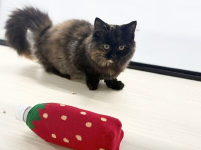 子猫のマンチカン短足さんは真夏でも元気に営業中！