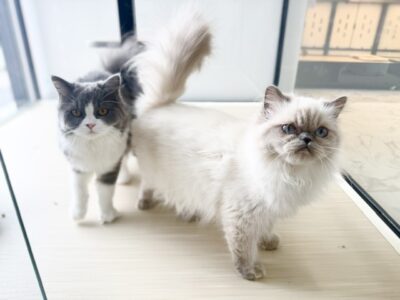 ペットショップ猫福家のブリティッシュちゃんとヒマラヤンちゃん達は今日も元気に営業中