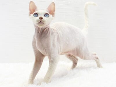 ペットショップ 猫福家ではデボンレックスの女の子がまもなくデビューします