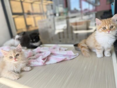 ペットショップ猫福家のかわいいサイベリアン達は元気に営業中