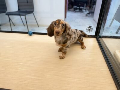ペットショップ猫福家のミ二チュアダックス元気に営業中