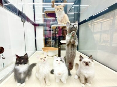 ペットショップ猫福家のかわいい子猫達は連休でも元気に営業中